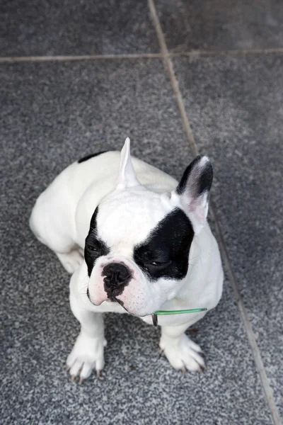 Buldogue francês sentar e esperar — Fotografia de Stock