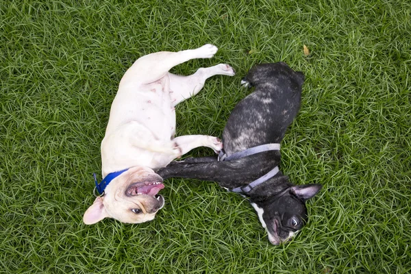 Little French bulldogs playing in grass field — Stock Photo, Image