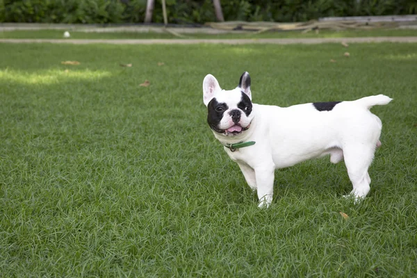 Bulldog francês no campo de grama — Fotografia de Stock