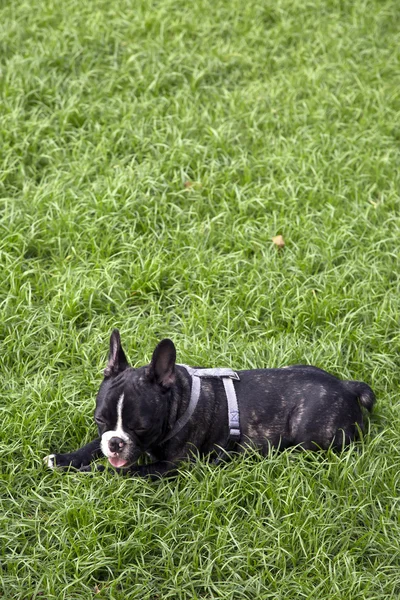 Pequeno buldogue francês jogando no campo de grama — Fotografia de Stock