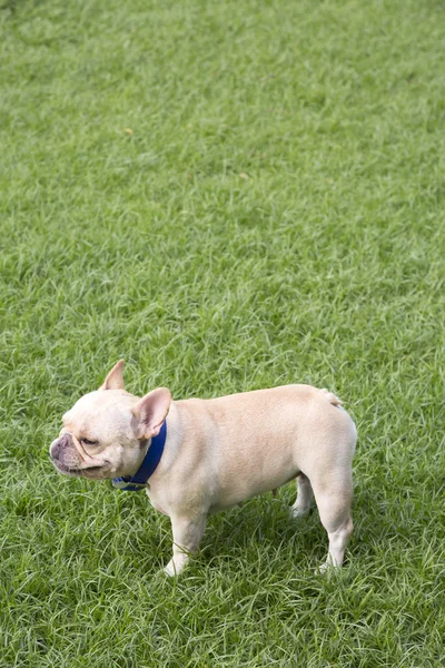 Bulldog francês no campo de grama — Fotografia de Stock