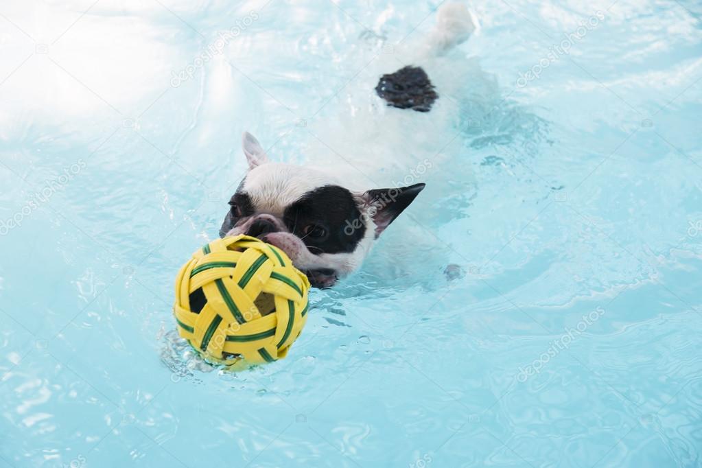 French Bull dog swimming in pool