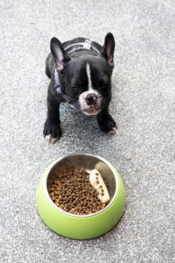 Fransız bulldog köpek yemek emrimi bekliyor