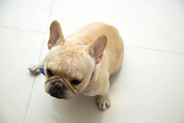 Buldogue francês sentar e olhar — Fotografia de Stock