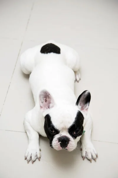 Bulldog francés yacía en el suelo esperando —  Fotos de Stock