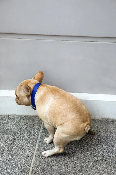 Bulldog francês pooping perto da parede — Fotografia de Stock
