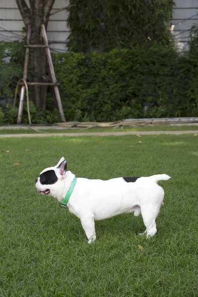 Bulldog francês no campo de grama — Fotografia de Stock