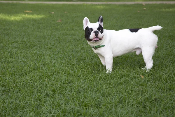 Bulldog francês no campo de grama — Fotografia de Stock