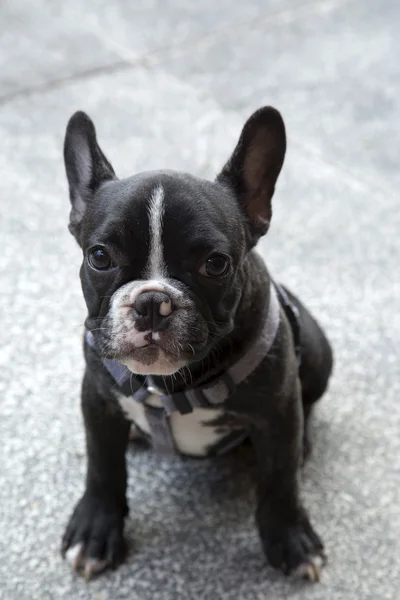 Pequeno buldogue francês sentar e esperar — Fotografia de Stock