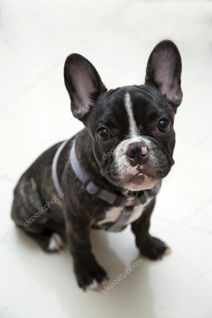 little french bulldog