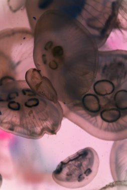 Tasarım için soyut denizanası görünümü