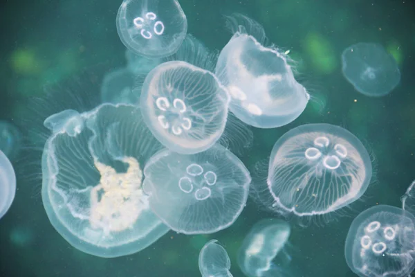 Denizanası denizden çekilmiş.