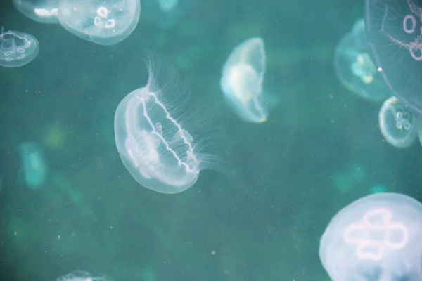 Медузовий Дзеркальний Постріл Під Моря — стокове фото