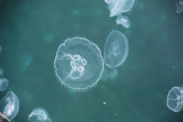 Medusas Wiew Tiro Cima Mar — Fotografia de Stock