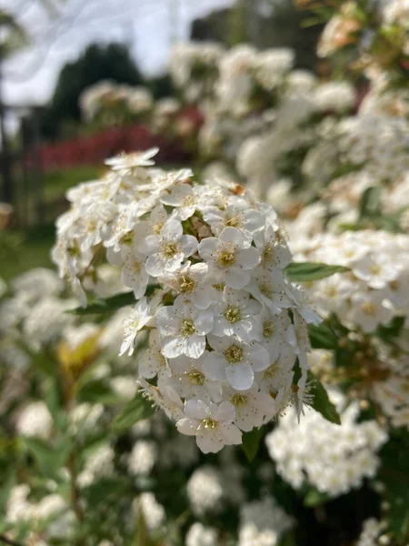 White Color Flowers Close Shot Sunny Day — Stock Photo, Image