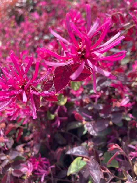 Pembe renkli çiçekler güneşli bir günde kapanıyor.