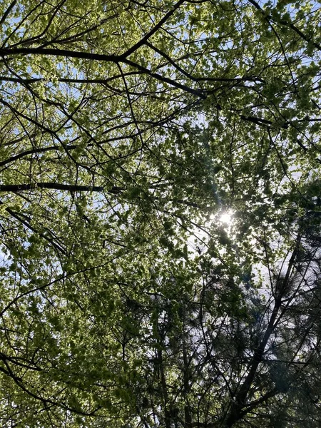 Güneşli bir günde ağaçlar arasında gökyüzü görünümü