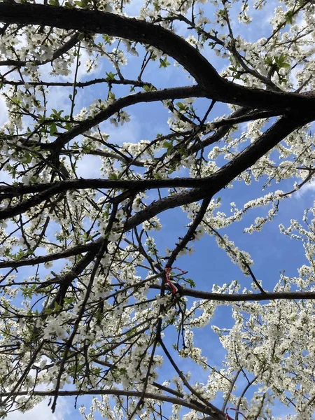 Güneşli bir günde ağaçlar arasında gökyüzü görünümü