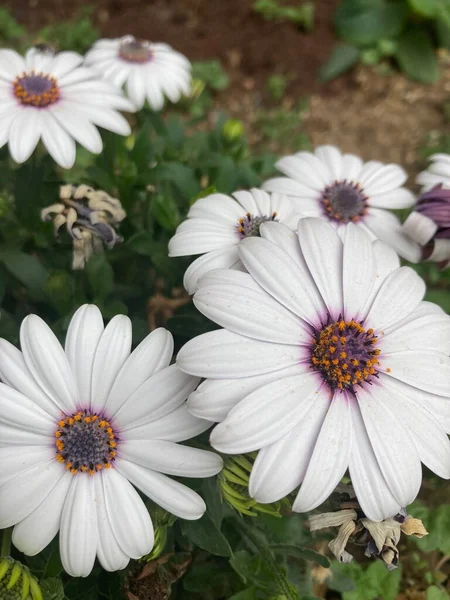 Renkli papatya yakın çekim