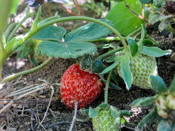 organik çilek bahçesi yakın çekim