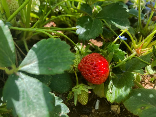 Organic Strawberry Garden Close Shot — Stock Photo, Image