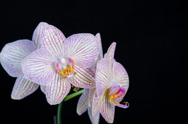 Siyah arkaplanda orkide çiçeği