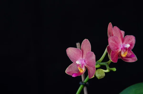 Flor de orquídea no fundo preto — Fotografia de Stock