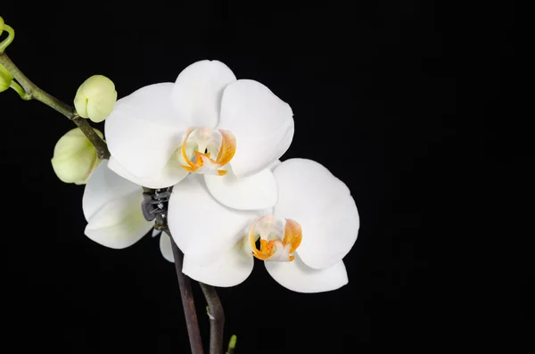 Fekete háttér fehér phelanopsis orgchid — Stock Fotó