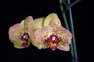 İzole sarı orkide dalları, siyah