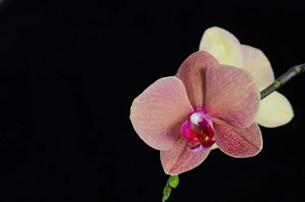 Flor de orquídea no fundo preto — Fotografia de Stock