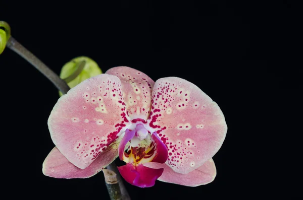 Flor de orquídea sobre fondo negro — Foto de Stock