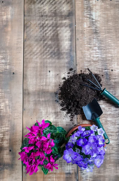 Gardening tools and flower on wooden background — Stock Photo, Image