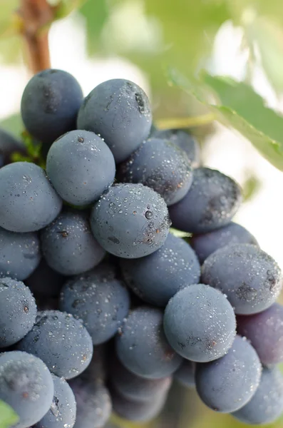 Sötét szőlő szőlő — Stock Fotó