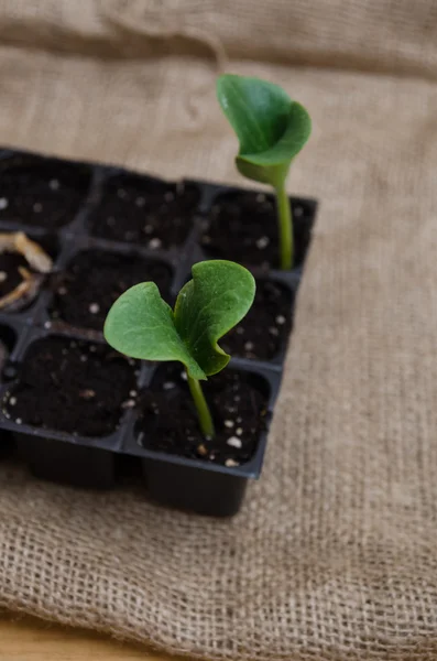 Pumpkin seedling in tray — Stock Photo, Image