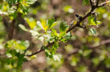 Taze yeşil yaprakları, frenk üzümü çalılar.