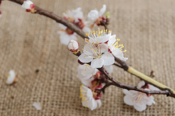 Virágai áprilisban sárgabarack — Stock Fotó