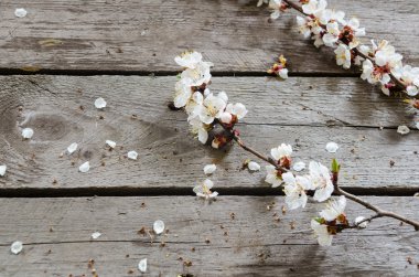 ahşap arka plan üzerinde bahar çiçeği