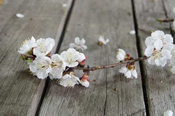 Tavaszi virág felett fa háttér — Stock Fotó