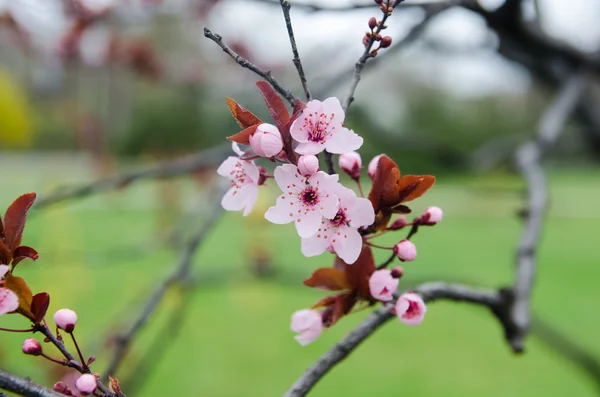 Virágzó sakura — Stock Fotó