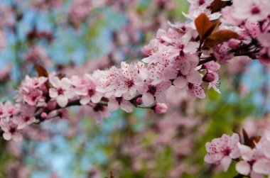 Güzel çiçek açan Japon kirazı Sakura..