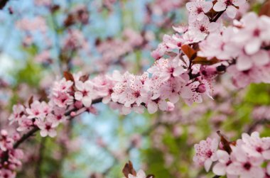 Güzel çiçek açan Japon kirazı Sakura..
