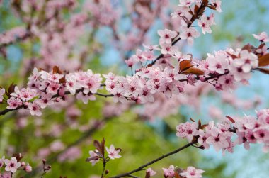 Güzel çiçek açan Japon kirazı Sakura..