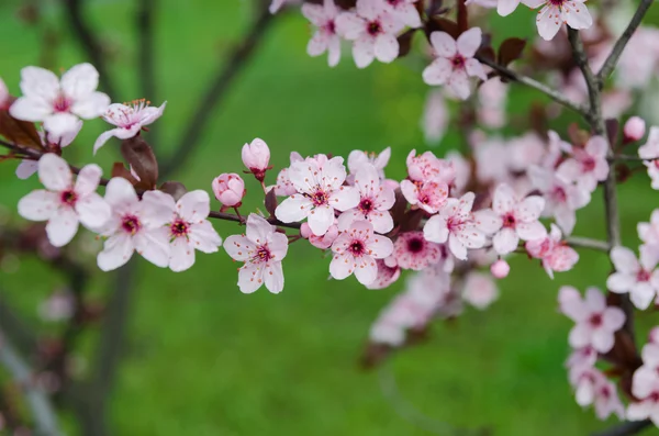 Gyönyörű virágzó japán cseresznye - Sakura. — Stock Fotó
