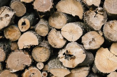 Bölüm ağaçları kesmek