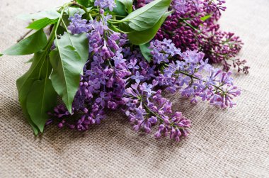 Arka plan olarak mor Eflatun çiçekler