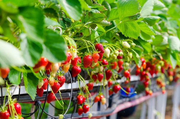Strawberries being grown — Stock Photo, Image