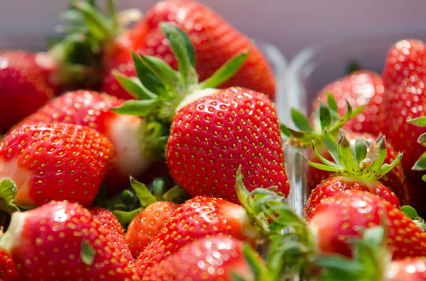 Erdbeeren werden angebaut — Stockfoto