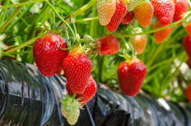 Strawberries being grown clipart