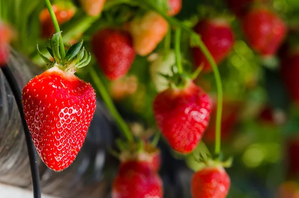 Verse aardbeien — Stockfoto