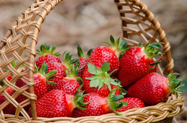 Erdbeeren — Stockfoto